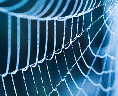 spider web